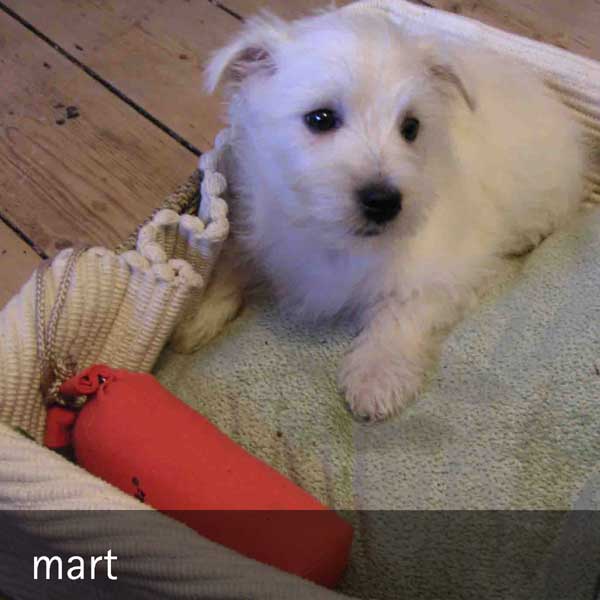 mart - the adventures of mart...
